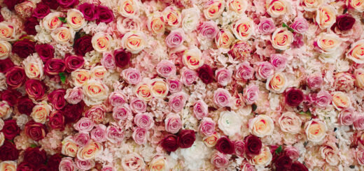 silk rose flower wall